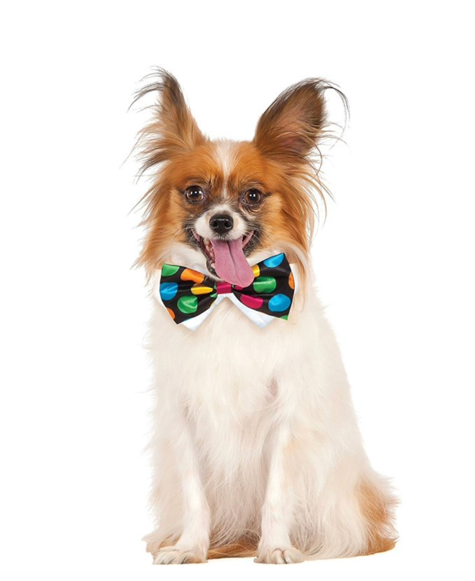 Pet Bowtie.