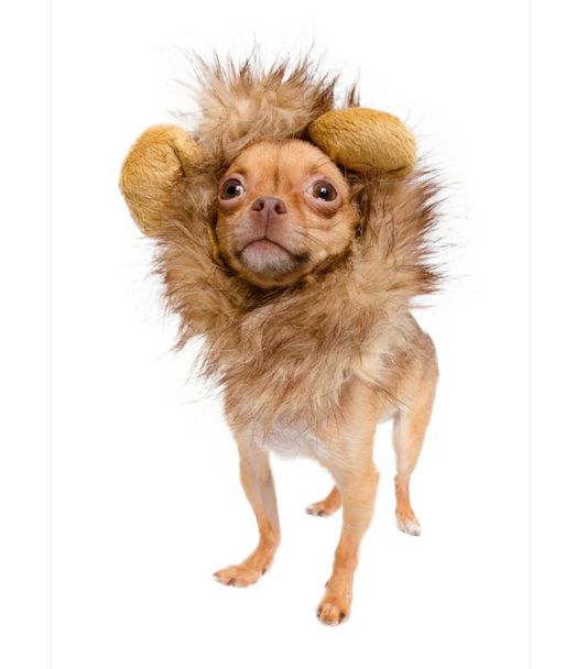 Lion Mane Dog Costume
