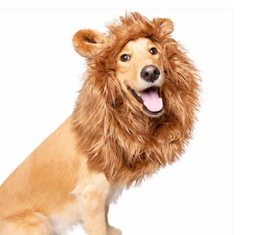 Lion Mane Dog Costume