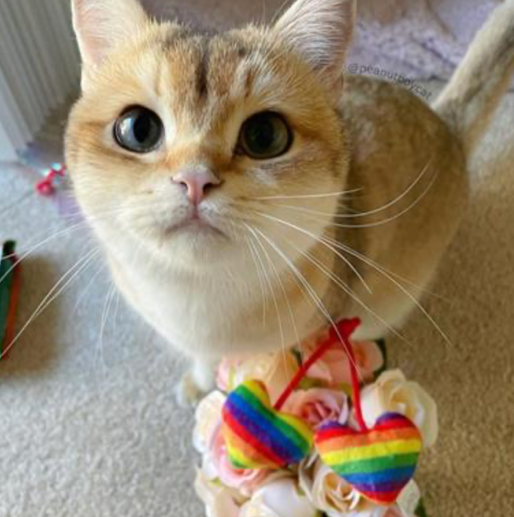 Rainbow Heart Strings Plush Cat Toy