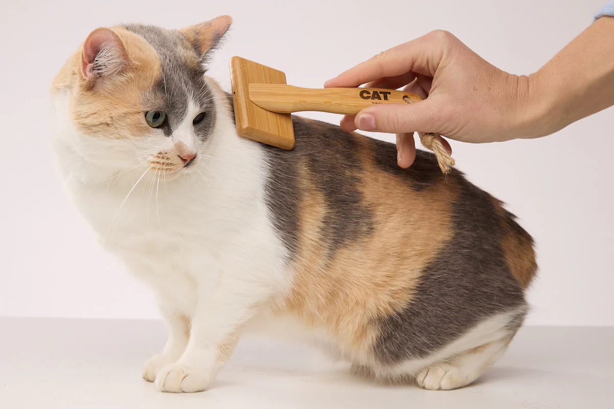 Basic Cat Service (Brush Out).