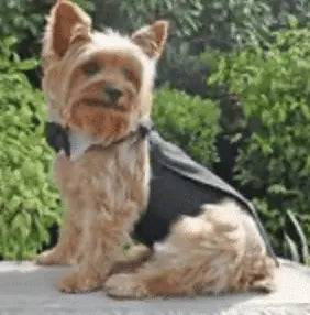 Black Dog Harness Tuxedo w/Tails, Bow Tie, and Cotton Collar.