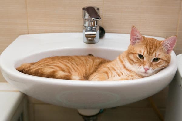 Service (Bath for Cats).