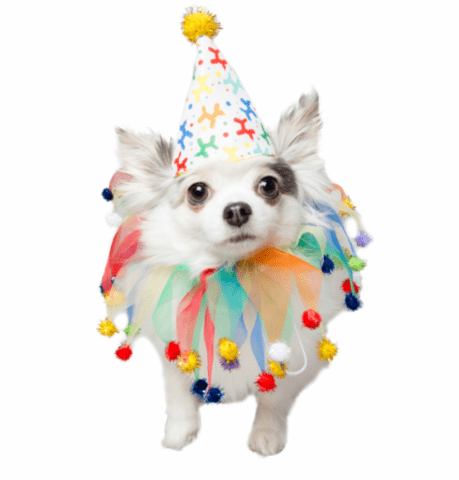 Birthday/Celebration Hat & Collar.