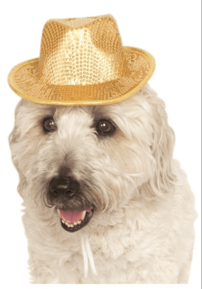 Gold Sequin Dog Fedora.