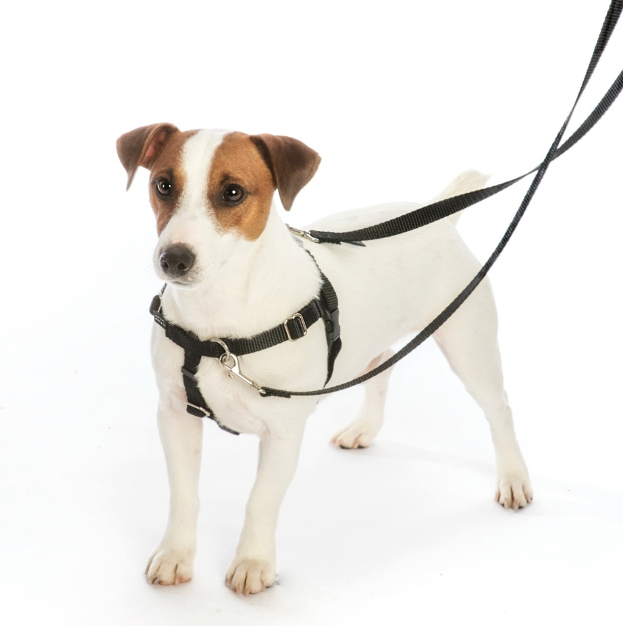 Earthstyle ROY G BIV Freedom No-Pull Dog Harness.