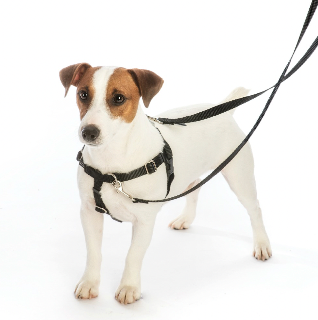 Earthstyle Paw Paisley Freedom No-Pull Dog Harness.