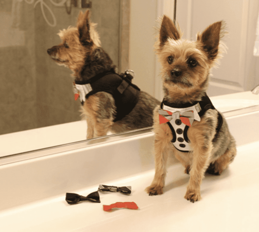 Tuxedo American River Dog Harness w/ 4 Interchanging Bows.