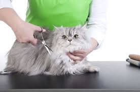 Service (Grooming for Cats).