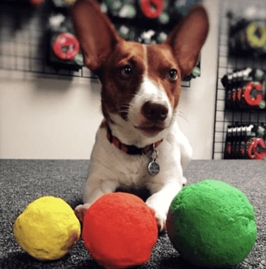 Wunder ball Dog Toy.