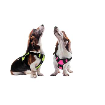 Quest Multi-Purpose Dog Harness.