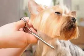 Service (Hand Scissoring).