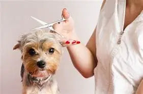 Service (Full Service Grooming Small Dog Under 25 LB).