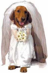 Bride Dog Costume.